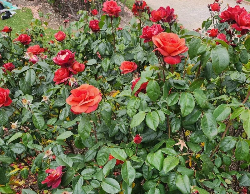 Orange Floribunda Rose Plant Live - 5-8" Tall Rose Bush Starter for Outdoor Garden Orange Floribunda Rose Plant Live - 5-8" Tall Rose Bush Starter for Outdoor Garden - Image 8