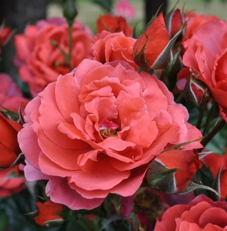 Orange Floribunda Rose Plant Live - 5-8" Tall Rose Bush Starter for Outdoor Garden Orange Floribunda Rose Plant Live - 5-8" Tall Rose Bush Starter for Outdoor Garden - Image 9
