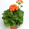 Orange Geranium Live Plant – Vibrant Perennial Flowers, 4-6 Inch Tall for Indoor/Outdoor Orange Geranium Live Plant – Vibrant Perennial Flowers, 4-6 Inch Tall for Indoor/Outdoor - Image 1