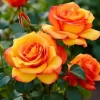 Orange Gold Rose Plant Live Bush Starter - 5-9 Inch Tall Outdoor Flower Orange Gold Rose Plant Live Bush Starter - 5-9 Inch Tall Outdoor Flower - Image 1
