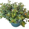 Orange Goldfish Plant (Nematanthus) Live Shrub - 4 Inch Pot - Image 1