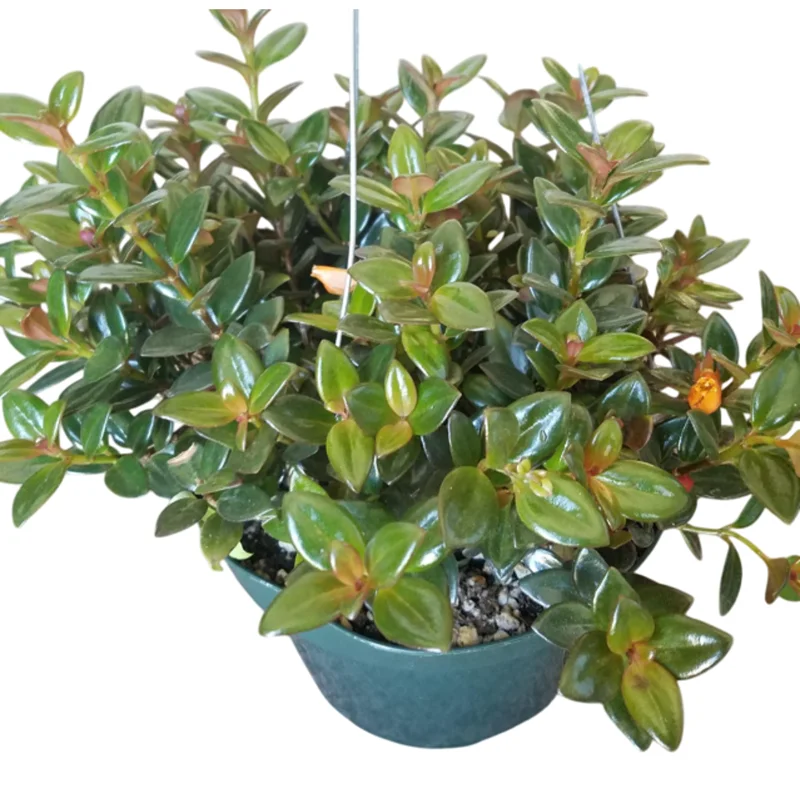 Orange Goldfish Plant (Nematanthus) Live Shrub - 4 Inch Pot - Image 1