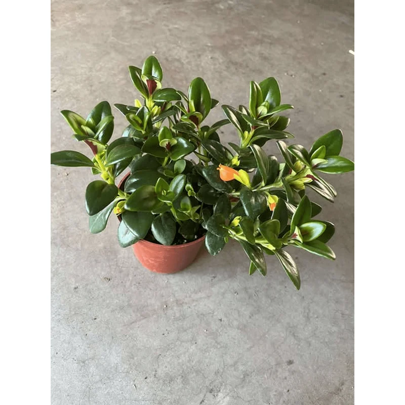 Orange Goldfish Plant (Nematanthus) Live Shrub - 4 Inch Pot Orange Goldfish Plant (Nematanthus) Live Shrub - 4 Inch Pot - Image 3