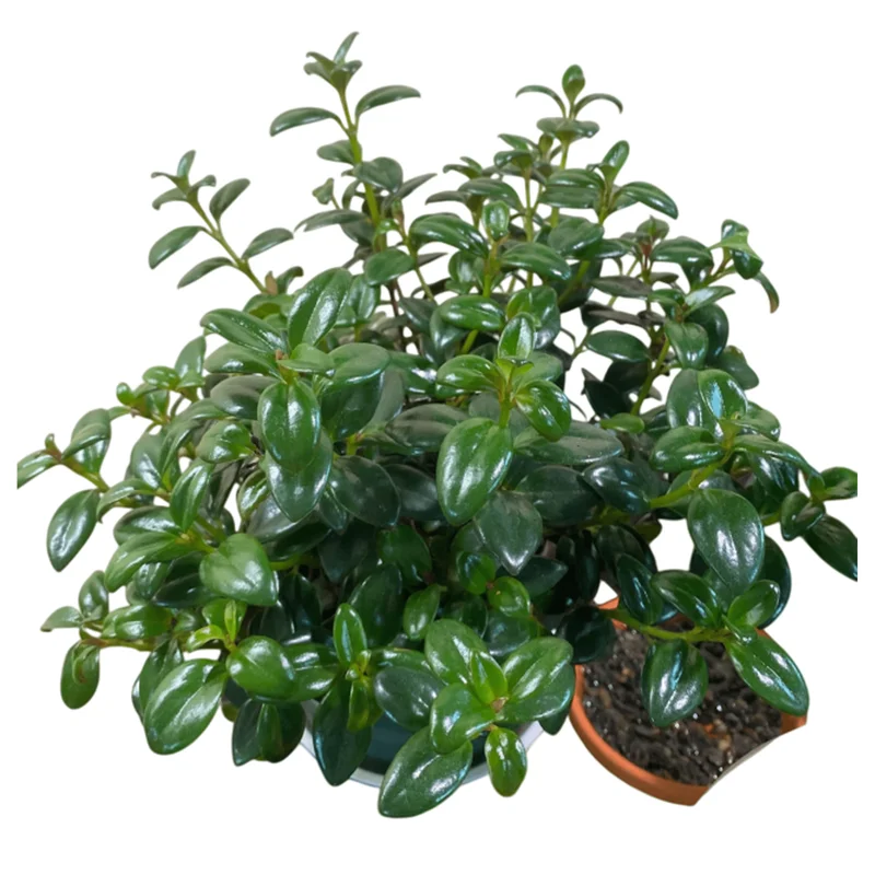 Orange Goldfish Plant (Nematanthus) Live Shrub - 4 Inch Pot Orange Goldfish Plant (Nematanthus) Live Shrub - 4 Inch Pot - Image 4