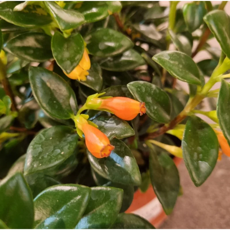 Orange Goldfish Plant (Nematanthus) Live Shrub - 4 Inch Pot Orange Goldfish Plant (Nematanthus) Live Shrub - 4 Inch Pot - Image 6