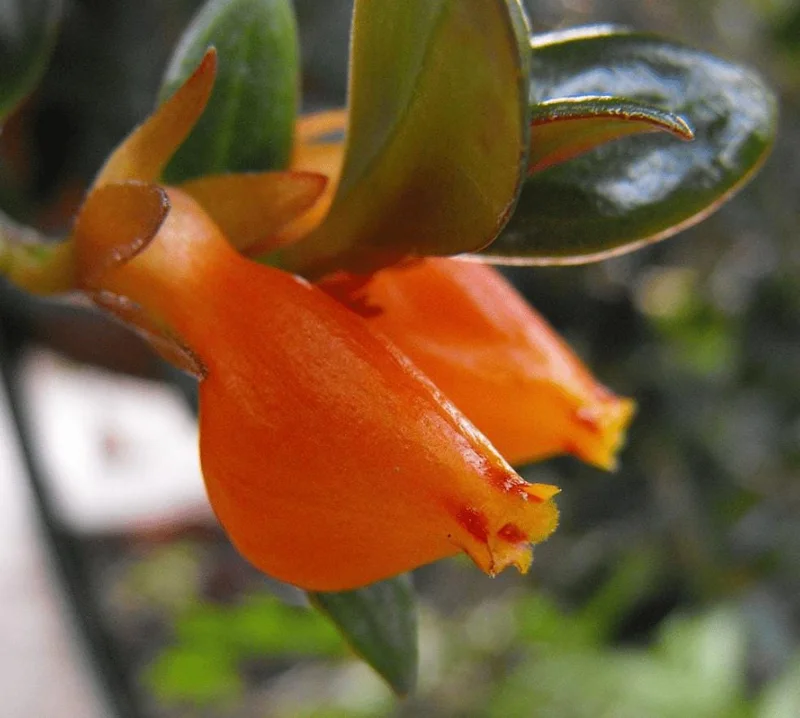 Orange Goldfish Plant (Shady Lady) Live Houseplant - 4 Inch Pot - Vibrant Tropical Flowers Orange Goldfish Plant (Shady Lady) Live Houseplant - 4 Inch Pot - Vibrant Tropical Flowers - Image 2