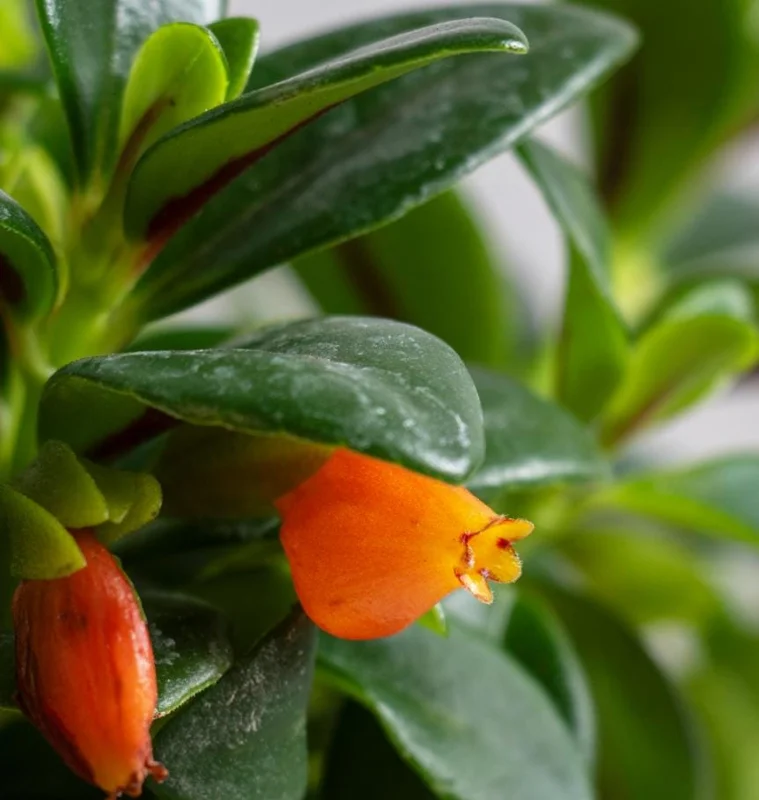 Orange Goldfish Plant (Shady Lady) Live Houseplant - 4 Inch Pot - Vibrant Tropical Flowers Orange Goldfish Plant (Shady Lady) Live Houseplant - 4 Inch Pot - Vibrant Tropical Flowers - Image 3