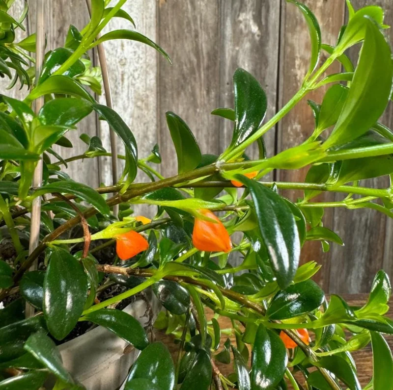 Orange Goldfish Plant (Shady Lady) Live Houseplant - 4 Inch Pot - Vibrant Tropical Flowers Orange Goldfish Plant (Shady Lady) Live Houseplant - 4 Inch Pot - Vibrant Tropical Flowers - Image 4