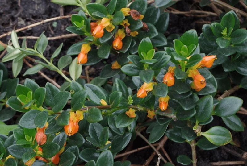 Orange Goldfish Plant (Shady Lady) Live Houseplant - 4 Inch Pot - Vibrant Tropical Flowers Orange Goldfish Plant (Shady Lady) Live Houseplant - 4 Inch Pot - Vibrant Tropical Flowers - Image 5