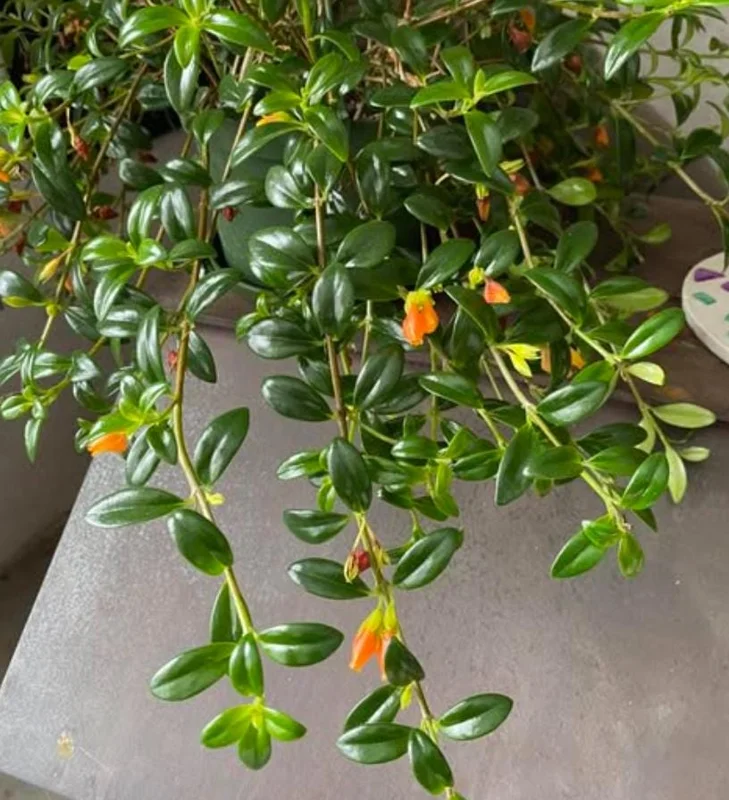 Orange Goldfish Plant (Shady Lady) Live Houseplant - 4 Inch Pot - Vibrant Tropical Flowers Orange Goldfish Plant (Shady Lady) Live Houseplant - 4 Inch Pot - Vibrant Tropical Flowers - Image 6