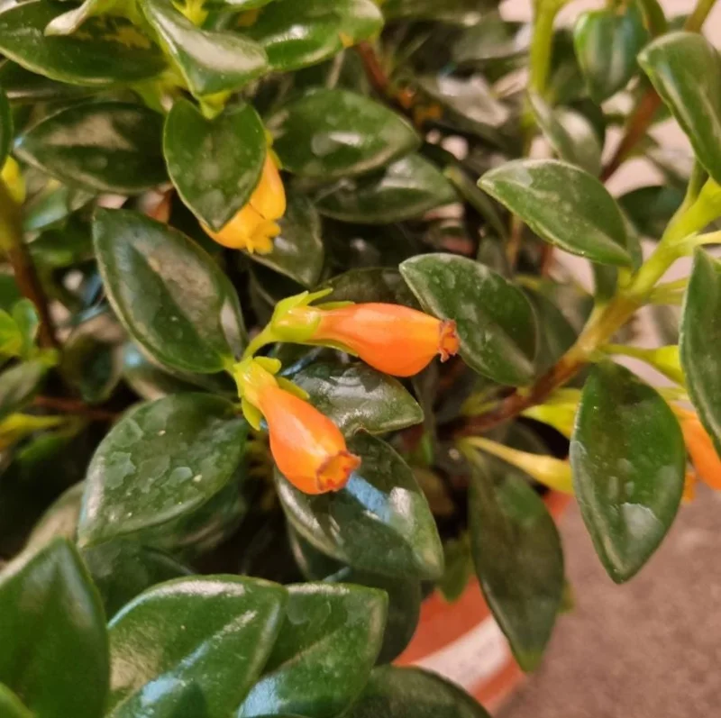 Orange Goldfish Plant (Shady Lady) Live Houseplant - 4 Inch Pot - Vibrant Tropical Flowers Orange Goldfish Plant (Shady Lady) Live Houseplant - 4 Inch Pot - Vibrant Tropical Flowers - Image 7