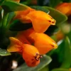 Orange Goldfish Plant (Shady Lady) Live Houseplant - 4 Inch Pot - Vibrant Tropical Flowers Orange Goldfish Plant (Shady Lady) Live Houseplant - 4 Inch Pot - Vibrant Tropical Flowers - Image 1