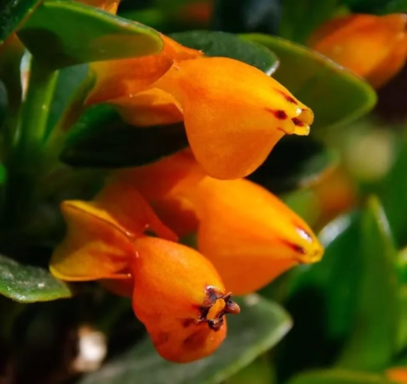 Orange Goldfish Plant (Shady Lady) Live Houseplant - 4 Inch Pot - Vibrant Tropical Flowers Orange Goldfish Plant (Shady Lady) Live Houseplant - 4 Inch Pot - Vibrant Tropical Flowers - Image 1