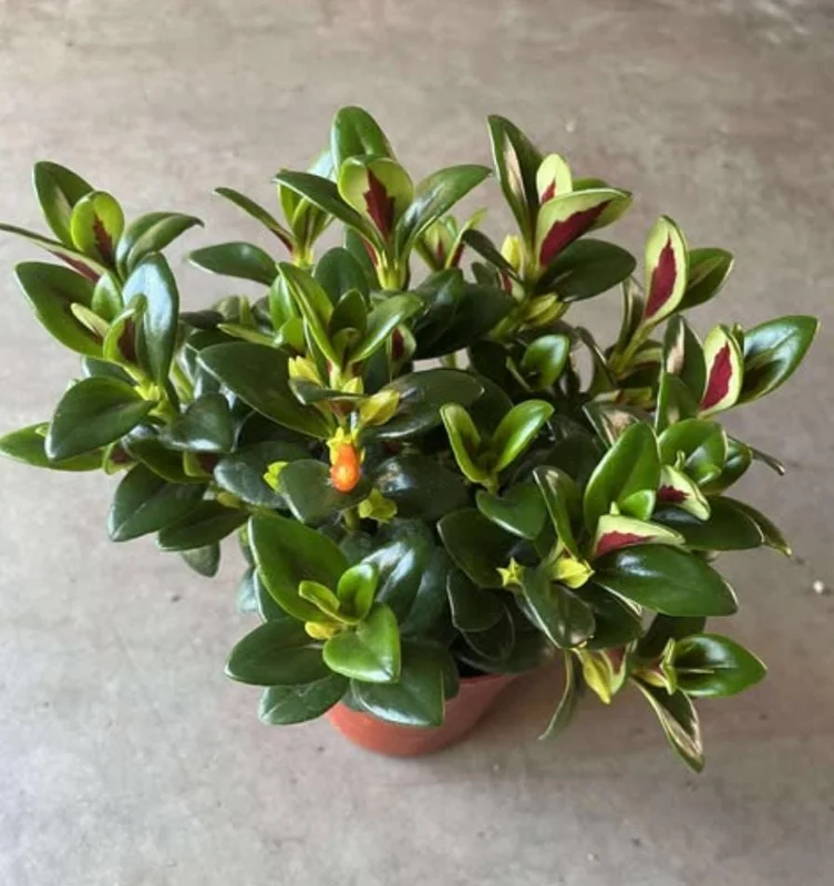 Orange Goldfish Plant (Shady Lady) Live Houseplant - 4 Inch Pot - Vibrant Tropical Flowers Orange Goldfish Plant (Shady Lady) Live Houseplant - 4 Inch Pot - Vibrant Tropical Flowers - Image 8