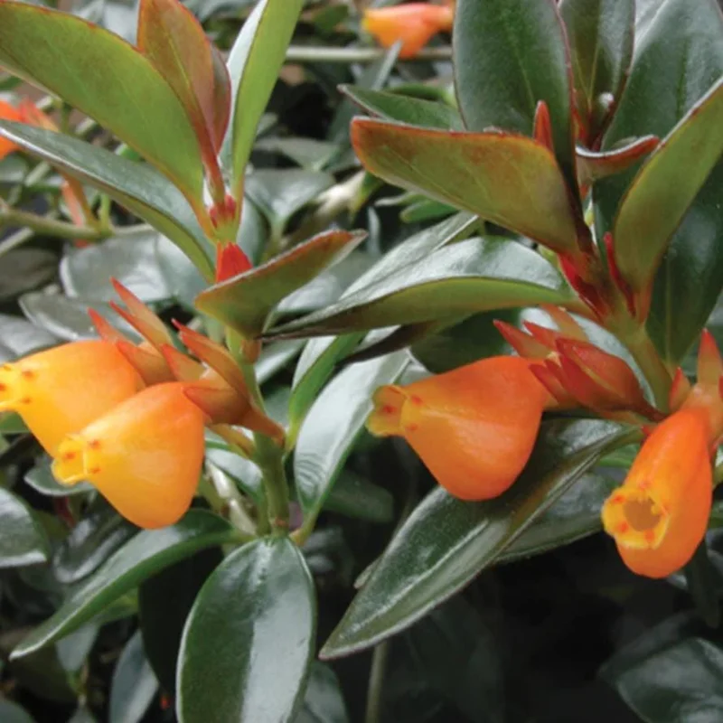 Orange Goldfish Plant (Shady Lady) Live Houseplant - 4 Inch Pot - Vibrant Tropical Flowers Orange Goldfish Plant (Shady Lady) Live Houseplant - 4 Inch Pot - Vibrant Tropical Flowers - Image 9