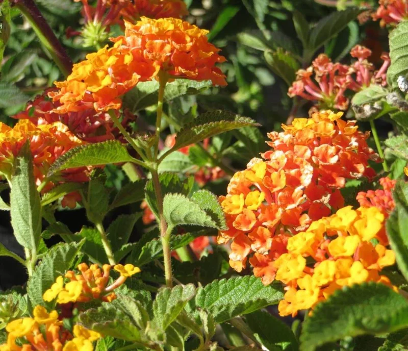 Orange Lantana Live Plant – 5-7 Inch Tall Starter – Outdoor Perennial Flower Orange Lantana Live Plant – 5-7 Inch Tall Starter – Outdoor Perennial Flower - Image 2
