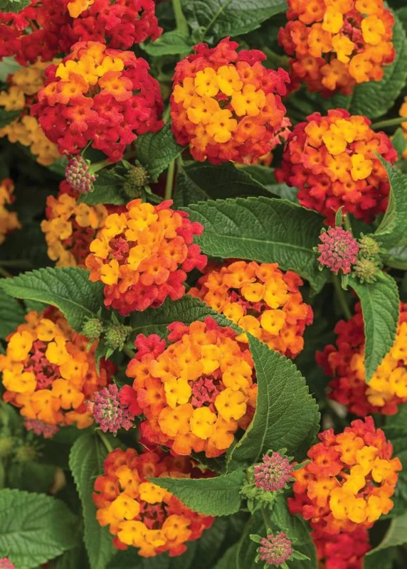Orange Lantana Live Plant – 5-7 Inch Tall Starter – Outdoor Perennial Flower Orange Lantana Live Plant – 5-7 Inch Tall Starter – Outdoor Perennial Flower - Image 3