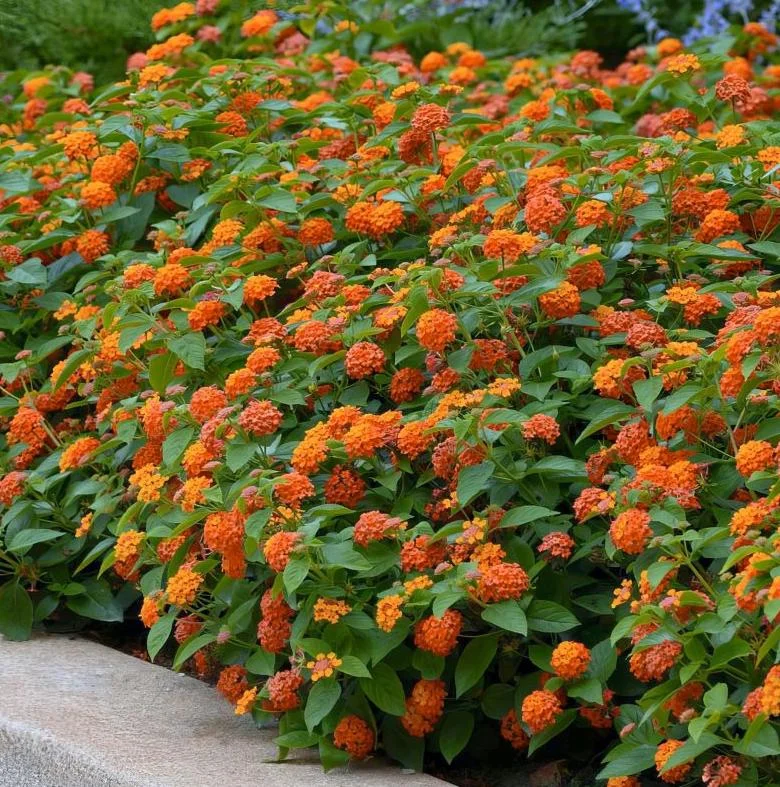 Orange Lantana Live Plant – 5-7 Inch Tall Starter – Outdoor Perennial Flower Orange Lantana Live Plant – 5-7 Inch Tall Starter – Outdoor Perennial Flower - Image 4