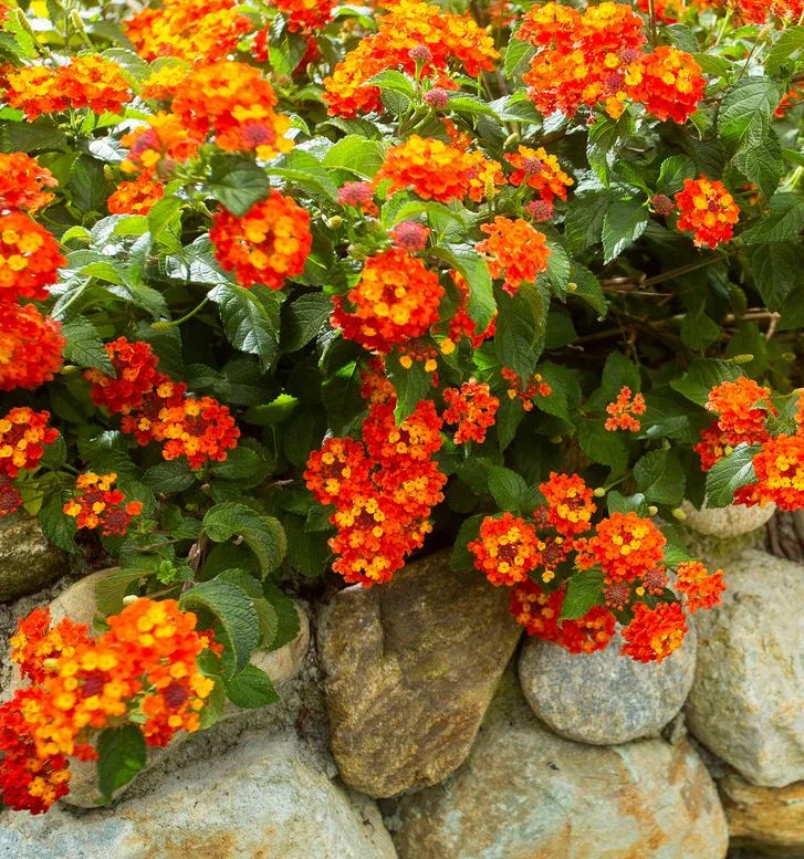 Orange Lantana Live Plant – 5-7 Inch Tall Starter – Outdoor Perennial Flower Orange Lantana Live Plant – 5-7 Inch Tall Starter – Outdoor Perennial Flower - Image 5