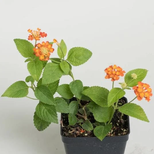 Orange Lantana Live Plant – 5-7 Inch Tall Starter – Outdoor Perennial Flower Orange Lantana Live Plant – 5-7 Inch Tall Starter – Outdoor Perennial Flower - Image 6