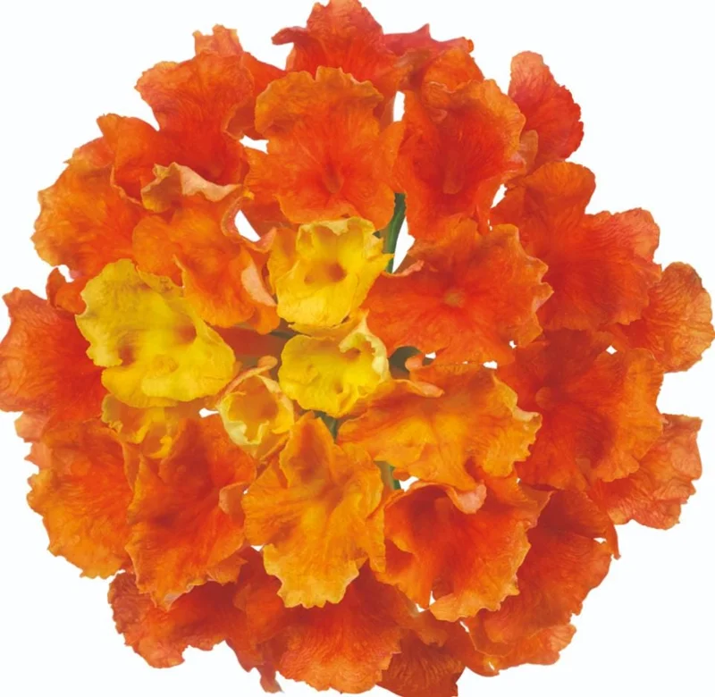 Orange Lantana Live Plant – 5-7 Inch Tall Starter – Outdoor Perennial Flower Orange Lantana Live Plant – 5-7 Inch Tall Starter – Outdoor Perennial Flower - Image 7