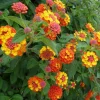 Orange Lantana Live Plant – 5-7 Inch Tall Starter – Outdoor Perennial Flower - Image 1