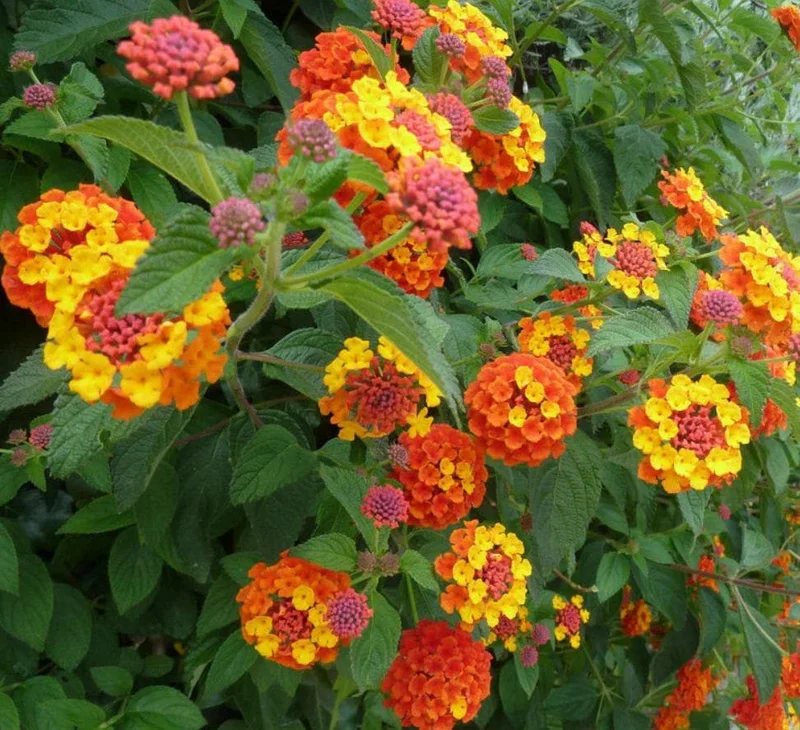 Orange Lantana Live Plant – 5-7 Inch Tall Starter – Outdoor Perennial Flower Orange Lantana Live Plant – 5-7 Inch Tall Starter – Outdoor Perennial Flower - Image 1