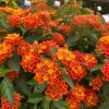 Orange Lantana Live Plant, Fragrant Perennial Flowers, 4-6 Inch Tall Orange Lantana Live Plant, Fragrant Perennial Flowers, 4-6 Inch Tall - Image 1