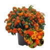 Orange Lantana Live Plant – Perennial Shrub – 4 Inches Tall – Indoor Outdoor Orange Lantana Live Plant – Perennial Shrub – 4 Inches Tall – Indoor Outdoor - Image 1