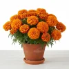Orange Marigold Live Plant - 3 Plants, 5-8 Inch Tall, Perennial Flowers - Image 1