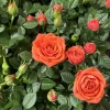 Orange Miniature Rose Live Plant – Mini Rose Bush 3-8 Inch Tall – Starter Plant - Image 1