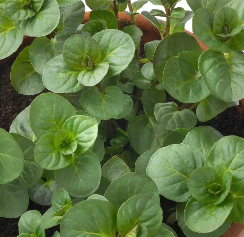 Orange Mint Live Plant – 5-inch Height, 3.5-inch Pot – Indoor/Outdoor Herb - Image 2