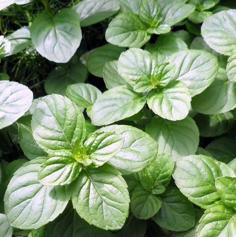 Orange Mint Live Plant – 5-inch Height, 3.5-inch Pot – Indoor/Outdoor Herb - Image 1