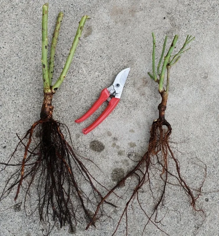 Orange N Lemon Rose Bush - Striped Floribunda Bare Root Plant 3-8 Inch Tall Outdoor - Image 2