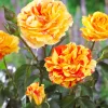 Orange N Lemon Rose Bush - Striped Floribunda Bare Root Plant 3-8 Inch Tall Outdoor - Image 1