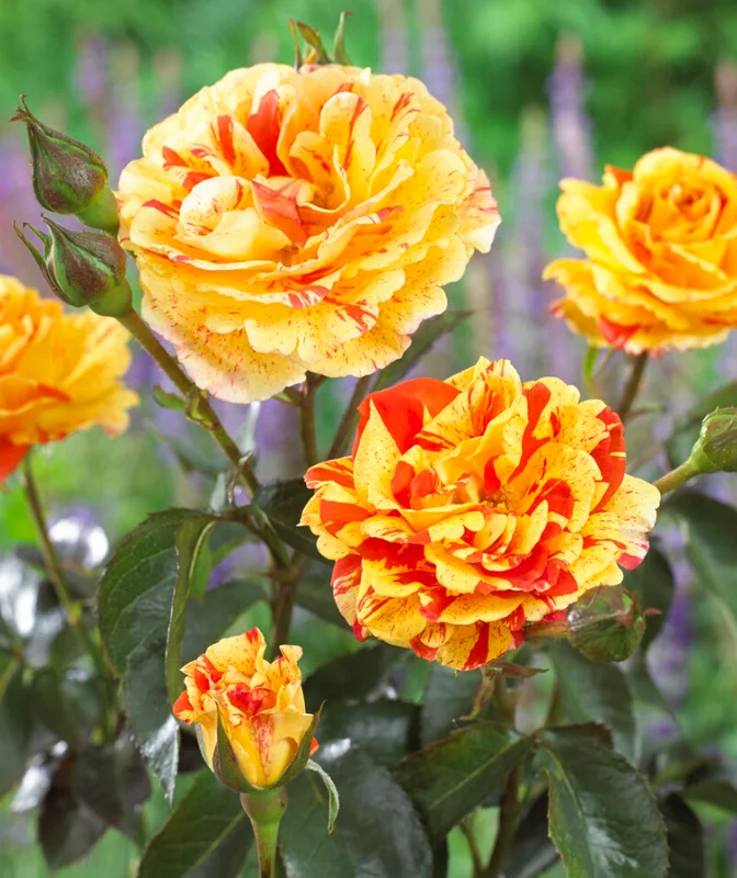 Orange N Lemon Rose Bush - Striped Floribunda Bare Root Plant 3-8 Inch Tall Outdoor - Image 1