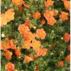 Orange Potentilla fruticosa Live Plant - Shrubby Cinquefoil Hardy Deciduous Shrub, 6 Inch Tall - Image 1