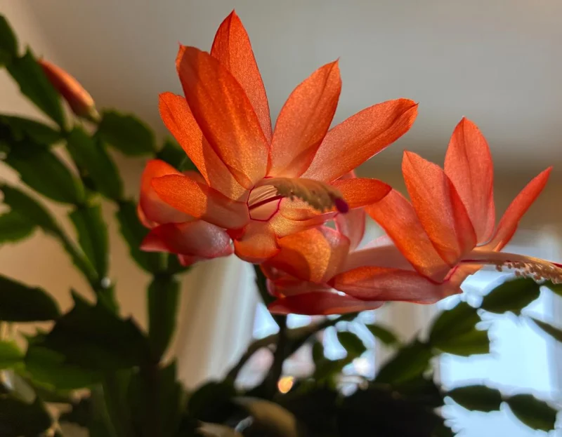Orange Thanksgiving Cactus Live Plant – 7 Inch Tall, 2 Inch Pot – Holiday Blooming Houseplant - Image 2