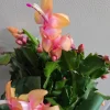 Orange Thanksgiving Cactus Live Plant – 7 Inch Tall, 2 Inch Pot – Holiday Blooming Houseplant - Image 1