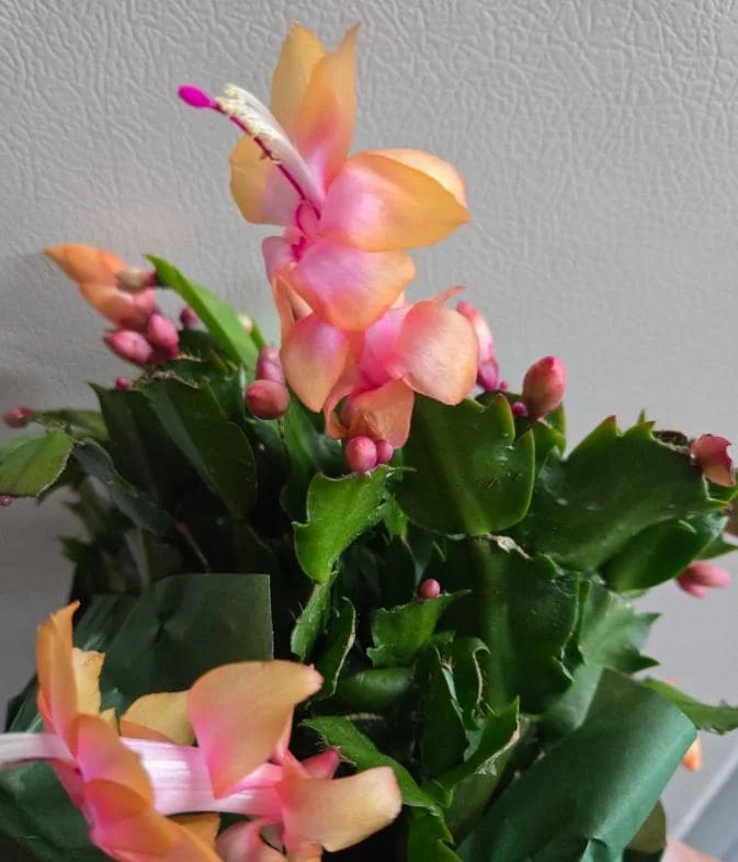 Orange Thanksgiving Cactus Live Plant – 7 Inch Tall, 2 Inch Pot – Holiday Blooming Houseplant - Image 1