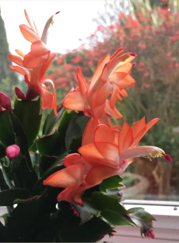Orange Thanksgiving Cactus Live Plant – 8 Inch Tall – 6 Inch Pot – Holiday Blooming Houseplant Orange Thanksgiving Cactus Live Plant – 8 Inch Tall – 6 Inch Pot – Holiday Blooming Houseplant - Image 2