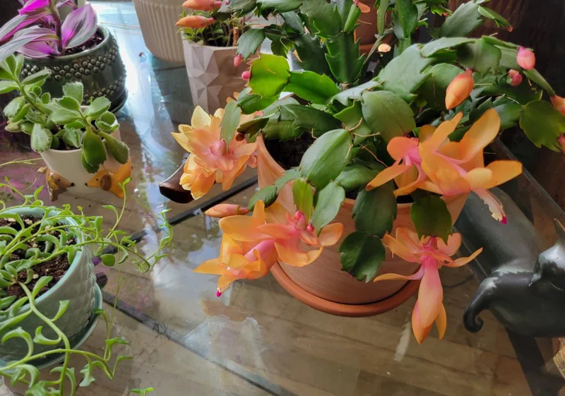 Orange Thanksgiving Cactus Live Plant – 8 Inch Tall – 6 Inch Pot – Holiday Blooming Houseplant Orange Thanksgiving Cactus Live Plant – 8 Inch Tall – 6 Inch Pot – Holiday Blooming Houseplant - Image 3