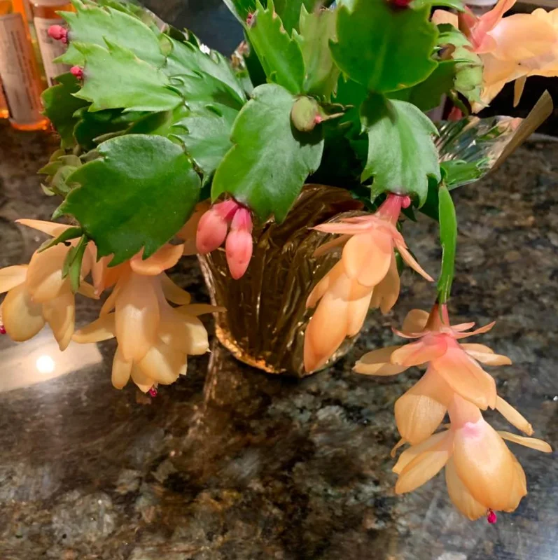 Orange Thanksgiving Cactus Live Plant – 8 Inch Tall – 6 Inch Pot – Holiday Blooming Houseplant Orange Thanksgiving Cactus Live Plant – 8 Inch Tall – 6 Inch Pot – Holiday Blooming Houseplant - Image 4