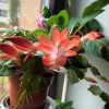 Orange Thanksgiving Cactus Live Plant – 8 Inch Tall – 6 Inch Pot – Holiday Blooming Houseplant - Image 1