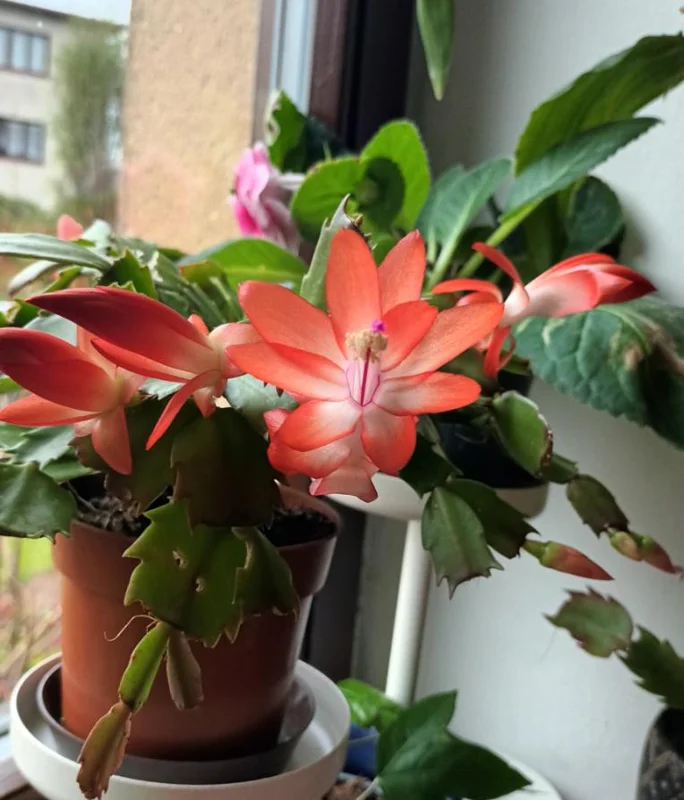 Orange Thanksgiving Cactus Live Plant – 8 Inch Tall – 6 Inch Pot – Holiday Blooming Houseplant Orange Thanksgiving Cactus Live Plant – 8 Inch Tall – 6 Inch Pot – Holiday Blooming Houseplant - Image 1