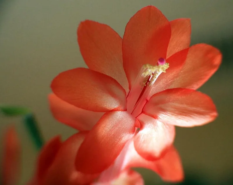 Orange Thanksgiving Cactus Live Plant – Zygocactus – 4 inch Pot – Indoor - Image 2