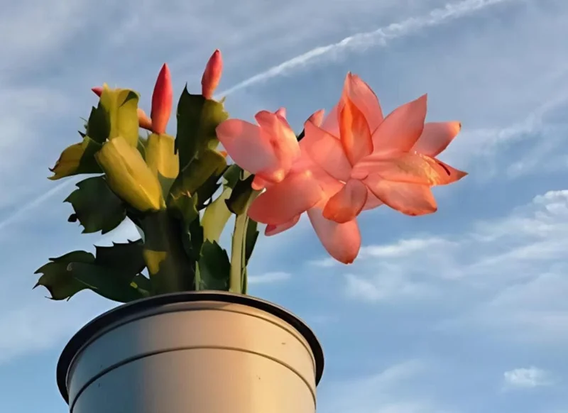 Orange Thanksgiving Cactus Live Plant – Zygocactus – 4 inch Pot – Indoor - Image 1