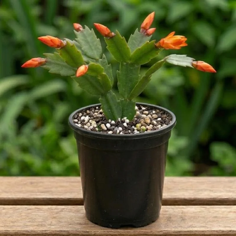 Orange Thanksgiving Cactus Live Plant, Zygocactus, Orange Flowers, 4 Inch Pot, Indoor - Image 2