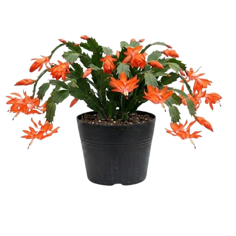 Orange Thanksgiving Cactus Live Plant, Zygocactus, Orange Flowers, 4 Inch Pot, Indoor - Image 1