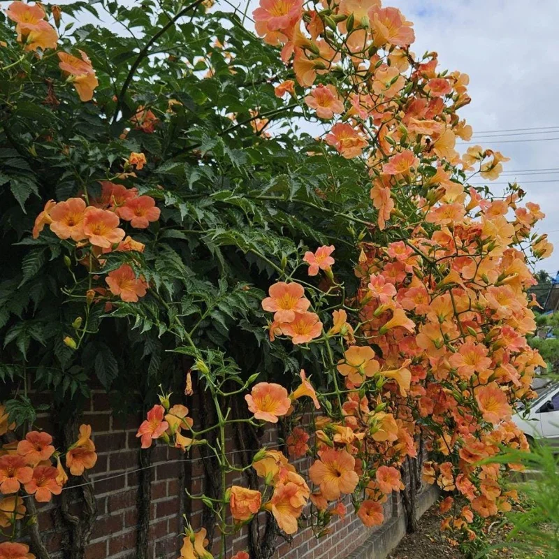 Orange Trumpet Plant - Live Flowering Vine - 3 Pack 5-7 Inch - Outdoor - Image 2
